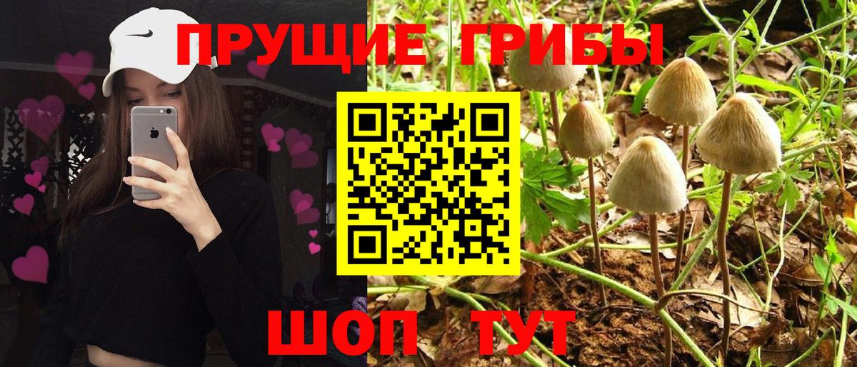 Галлюциногенные грибы Cubensis Павловский Посад